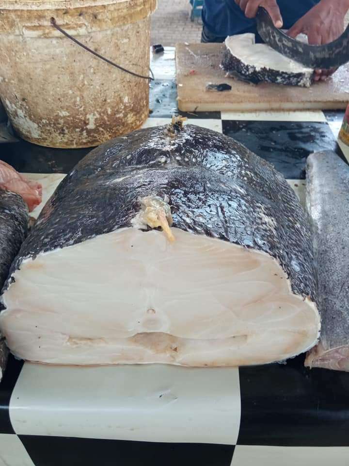 بالصور.. بيع سمك نادر بعدن بهذا السعر
