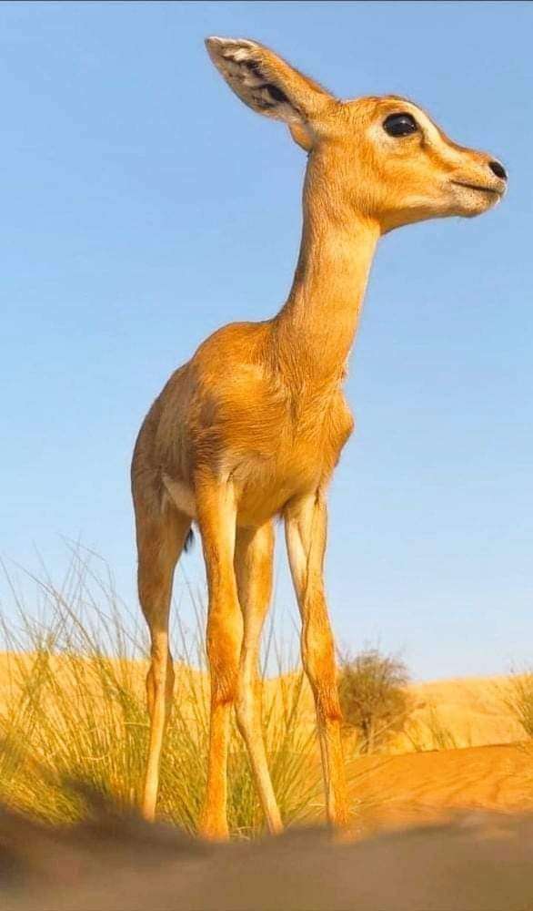 ذبح حيوان نادر في شبوة(صور) ذبح حيوان نادر في شبوة(صور)