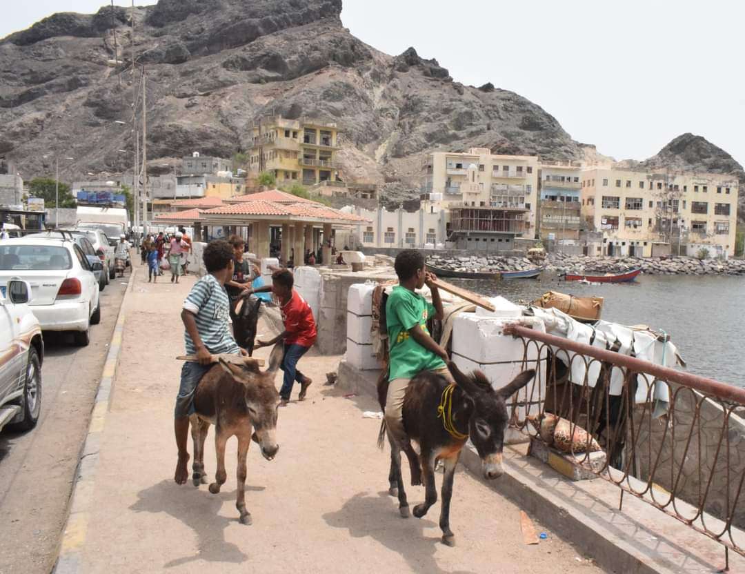 ارتفاع أسعار الحمير .. ومعركة بين حمير (كريتر) وحمير (المعلا)