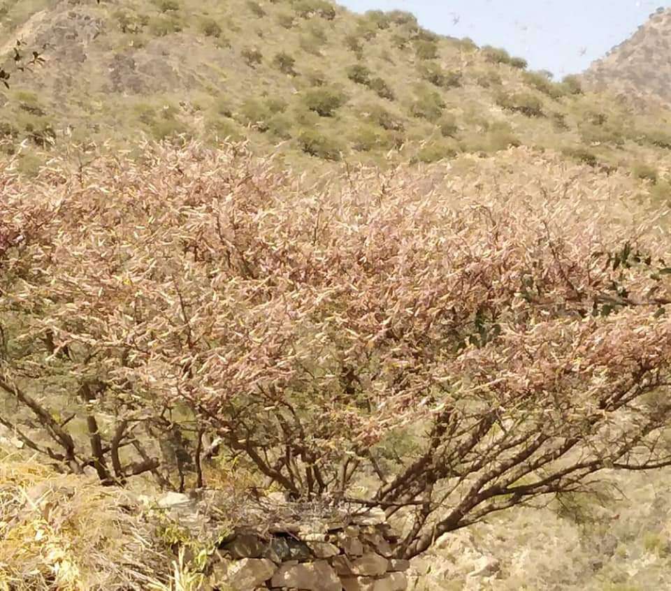أسراب الجراد تلتهم المحاصيل والمراعي بمديريات يافع القارة