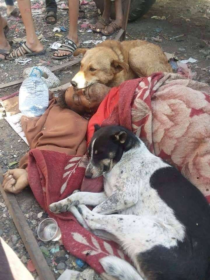 الكلاب ترد جميل مواطن اطعمها في إب(تفاصيل+صورة)