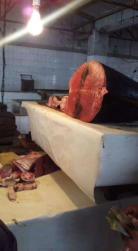 لاانخفاض باسعار الاسماك في عدن