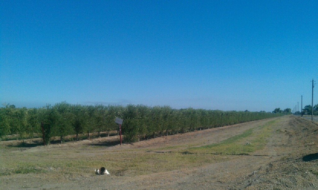 Interesting Facts about California Agriculture Dairy Moos