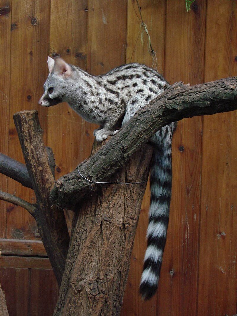 When you want to get a new pet, you have many resources, ranging from rescue groups and shelters to breeders and family and friends. 30 Unique And Weird Pets You Can Own Crazy Rich Pets