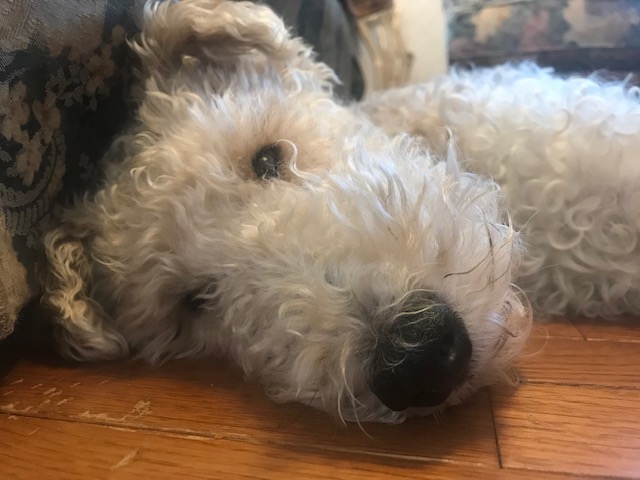 動物病院に行ってきました