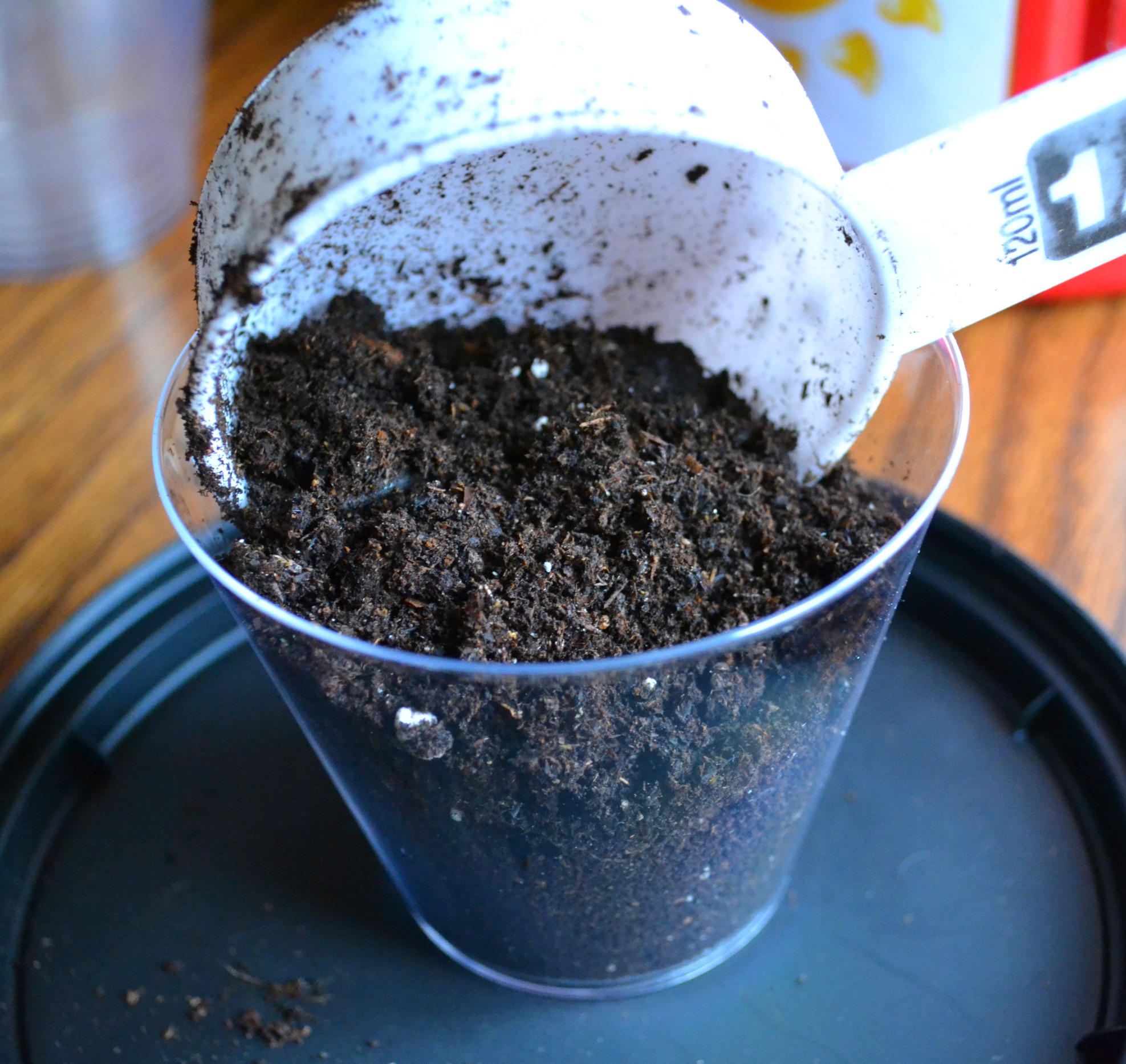 A Cup of Spring Planting seeds for Spring!