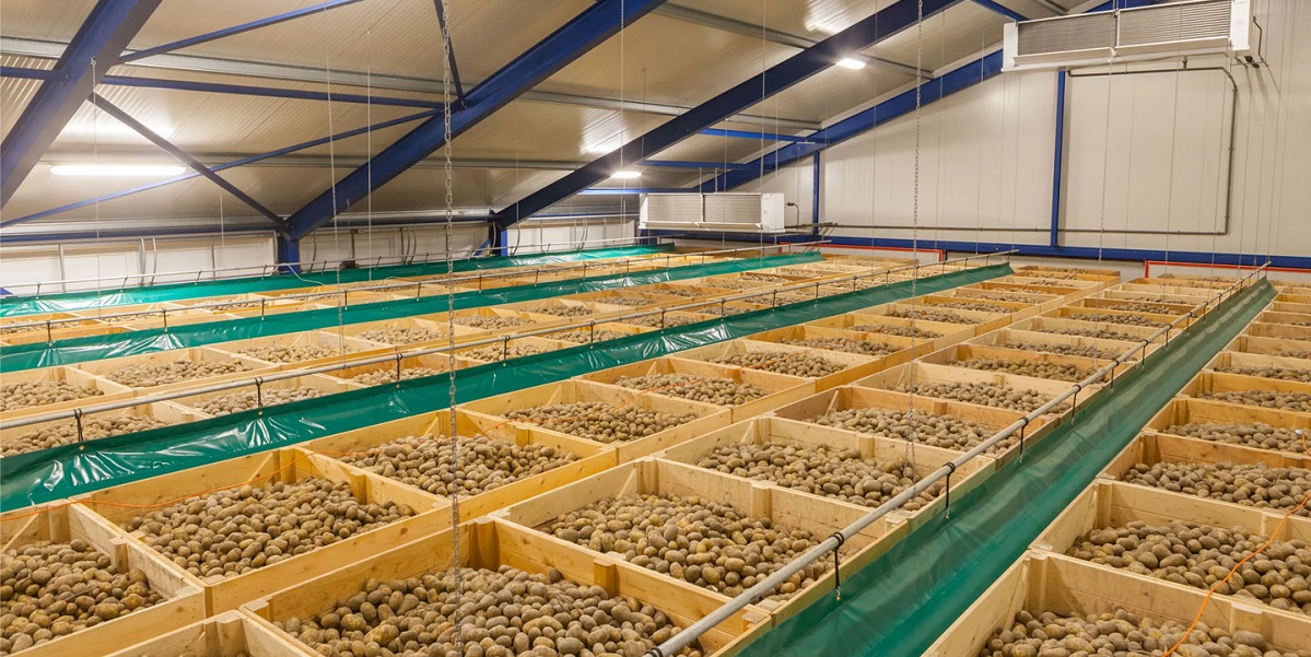 Картофель, овощехранилища, Картофельный союз