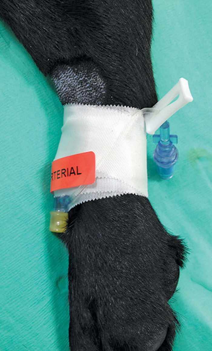 Even though each species has its own distinct looks and characteristics. Blood Pressure Monitoring - Vital Yet Under Appreciated