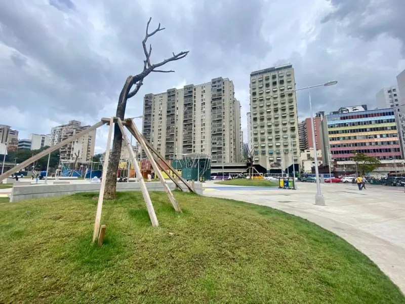 Árboles de la plaza de la Juventud lucen más muertos que vivos