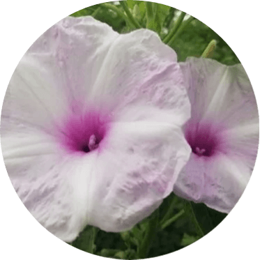 Select the elliptical marquee tool · step 4: Crop A Circle In Image Online Free Tool