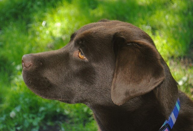There are 36 senior living options in. Lab Puppies for Sale: Chocolate, Black & Yellow - CT Breeder