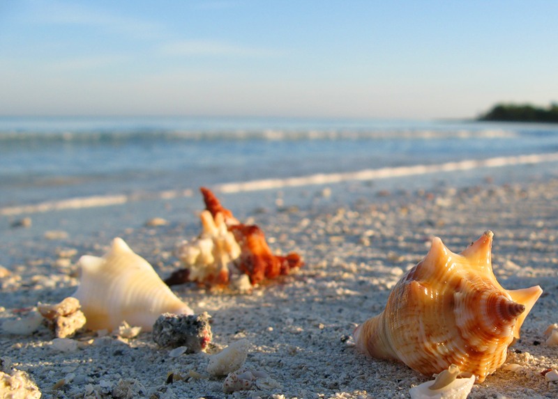 Мы подберем для вас горящую путевку. Tur Na Kubu Robinzon 14 Dnej 12000 Usd Kuba Cuba Tury Na Kubu Varadero Gavana Arenda Doma Avto Ekskursii Kurorty Oteli Otdyh Plyazhi Dajving Sovety