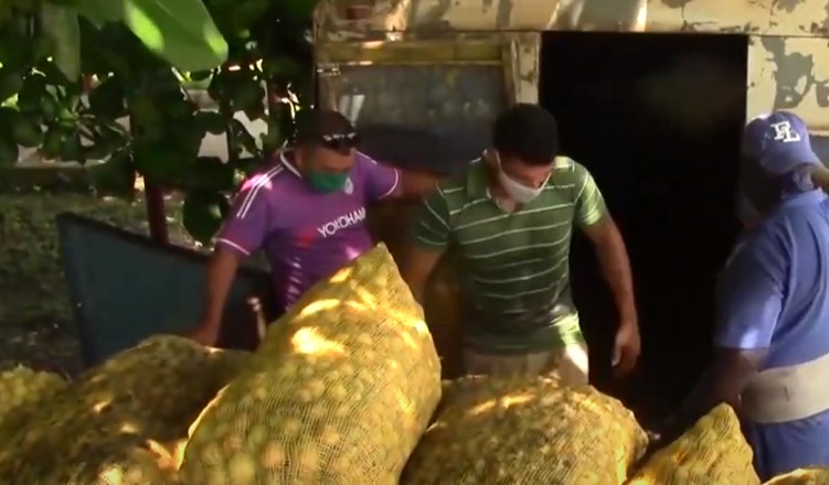 Confiscan cargamento de cebolla en Río Grande, Ciego de Ávila
