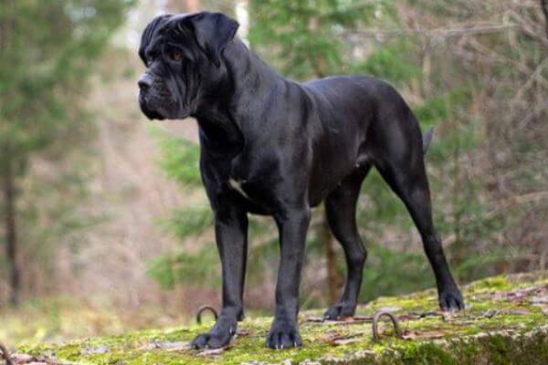 Cane Corso O Mastín Italiano - Características Y Carácter | Curiosfera 400_x_600_jpg