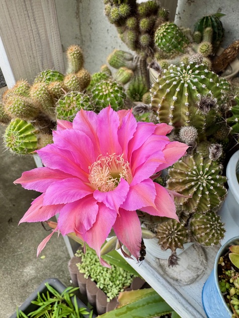 ❤️セール❤️795【フサフサポンポン咲き】⭐️光沢花弁