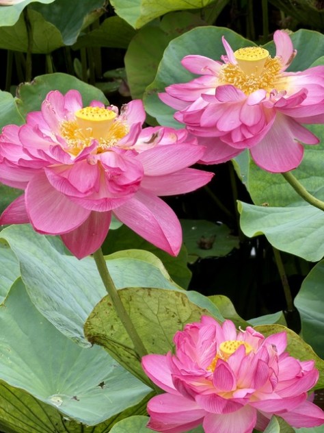 鵠沼 蓮池のハスの花 2026年7月4日現在 | cuthousekgroup