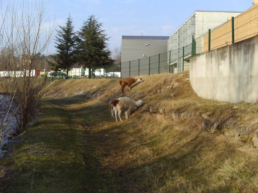 Des lamas sur la Bourbre