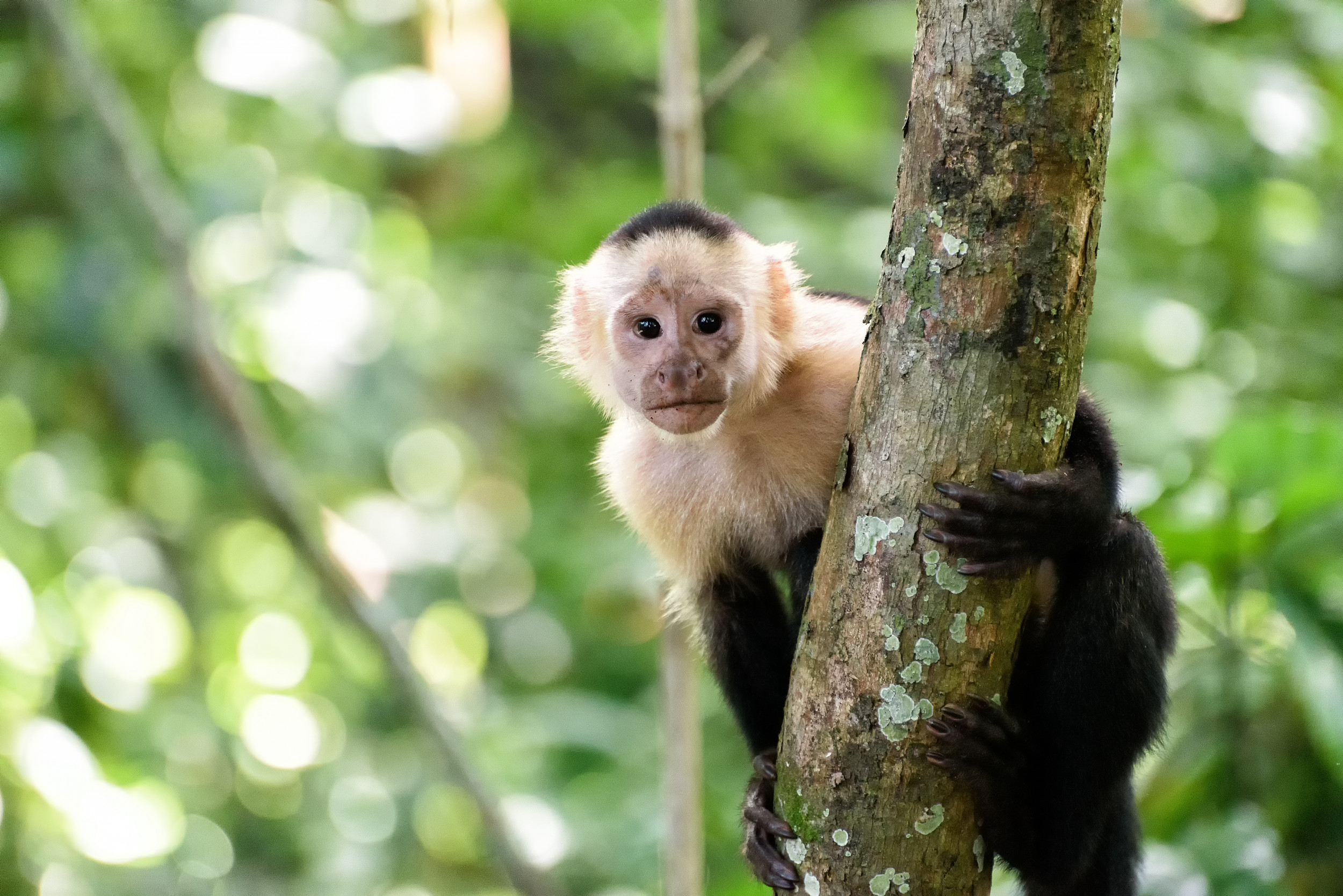 A genealogy site for all the little monkeys that like to play in their family tree. The Internet Is Raving Over Monkey Eating Strawberry In Viral Video Seen 95m Times
