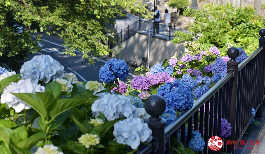 鎌倉繡球花 鎌倉 繡球花的名勝6選 要看到美麗的紫陽花就是這裡 Guvxn