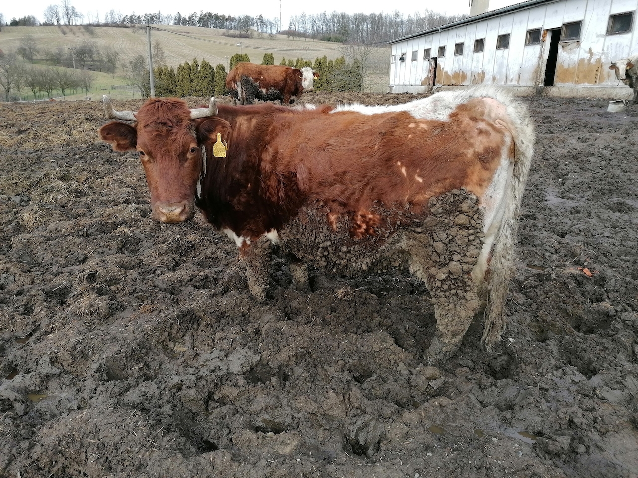 Az Deset Let Vezeni Za Tyrani Zvirat Snemovna Kyvla Na Navrh Senatu Novinky Cz