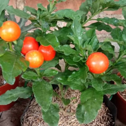 Erista garden - Cabai bulat