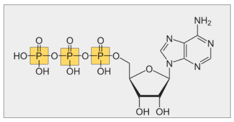 Atp stands for adenosine triphosphate.; Atp Adenosine Triphosphate Structure Function Expii