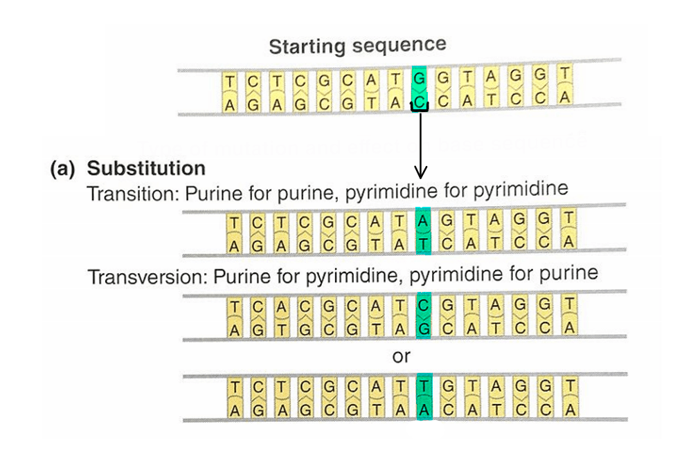 A substitution mutation is a type of replication error during dna replication which places the wrong nucleotide or sequence of nucleotides . Substitution Dna Mutation Definition Examples Expii