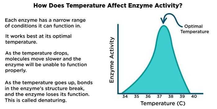 How enzymes work worksheet