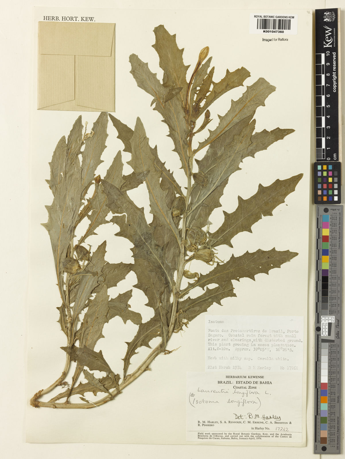 Hippobroma Longiflora L G Don Plants Of The World Online Kew Science
