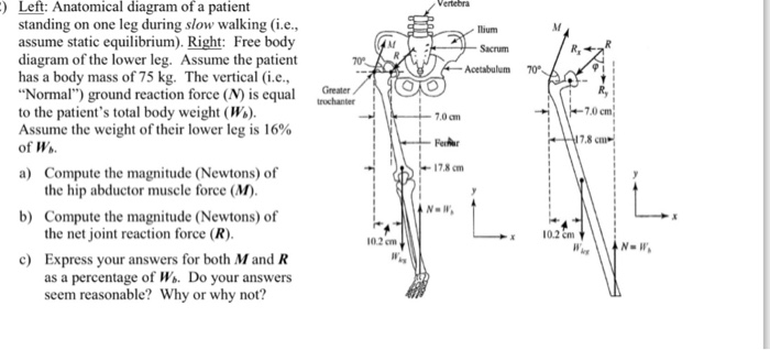 See more ideas about human body diagram, body diagram, drawings. Solved Left Anatomical Diagram Of A Patient Standing On Chegg Com