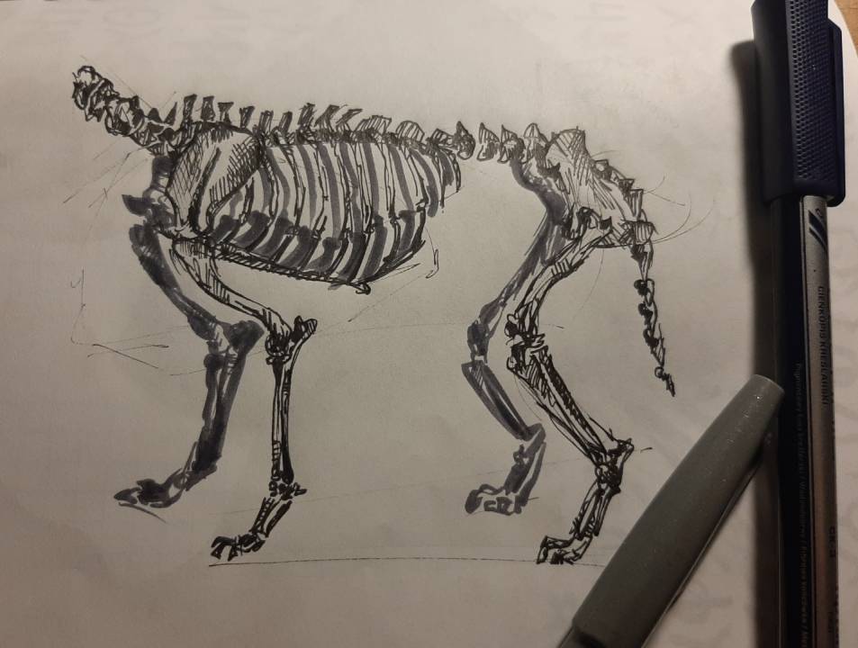 Buy wolf skeleton by lil slip as a art board print. Wolf Skeleton By Polish Dragon On Sketchers United