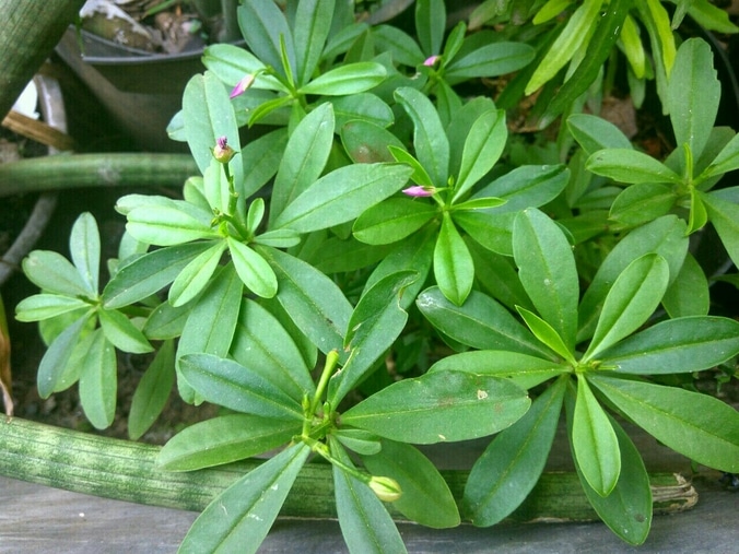 Daun som jawa berkhasiat mengobati bisul, menambah nafsu makan, dan menambah asi. Daun Ginseng Banyak Manfaat Mudah di Tanam â Latrining