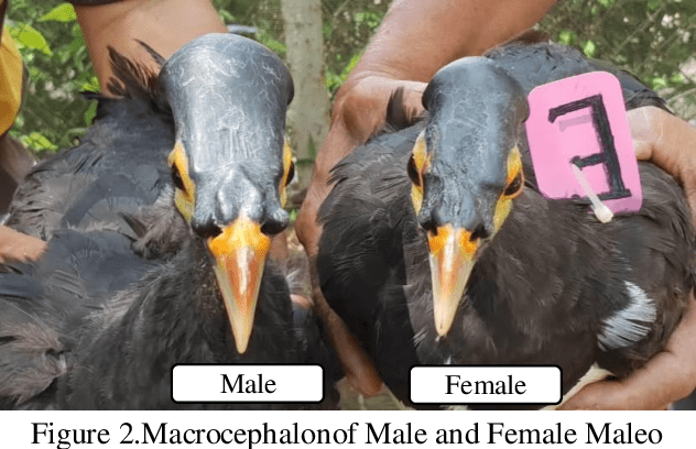 Figure 1 From Sex Detection In Maleo Bird Macrocephalonmaleosal Muller 1846 Nurtured In Ex Situ Conservation Through Body Morphological And Hormonal Studies Semantic Scholar