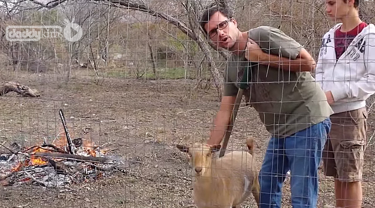 How Can Wood Ash Help Chickens? Daddykirbs Farm