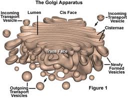 badan golgi (Aparatus Golgi) | daftarcatatanku