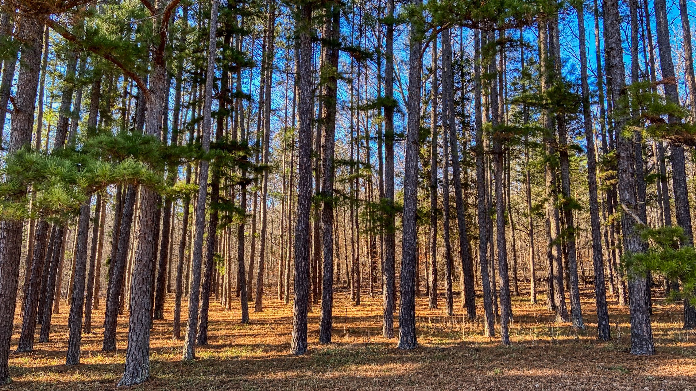 Beautiful Scenes from Southeast Missouri Dangerous Intersection