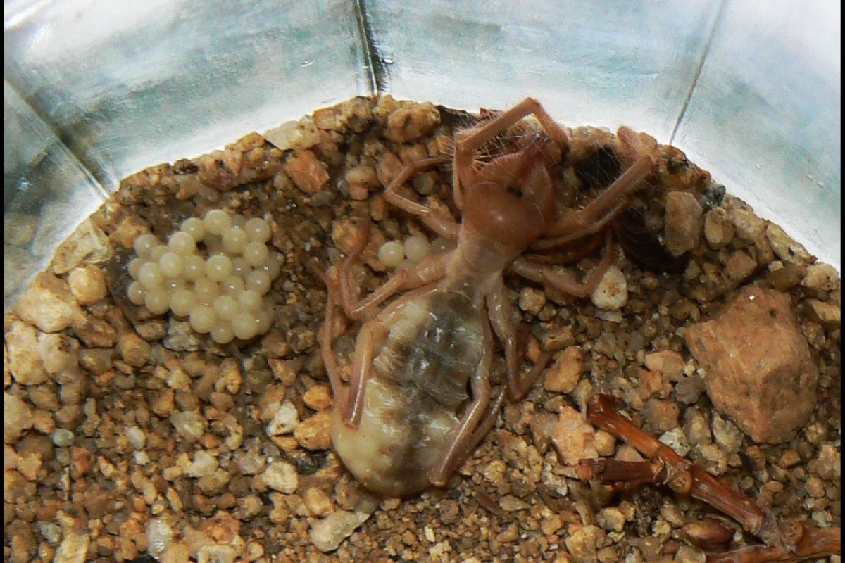 What Spider-Like Creatures Reveal About the Evolution of Fatherhood