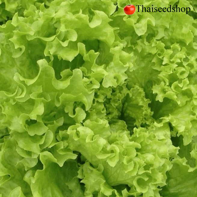 เมล็ดพันธุ์ผักสลัดกรีนคอรัล Green Coral Lettuce (เมล็ดพันธุ์คุณภาพดี