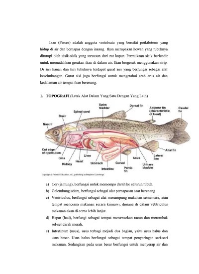 Fungsi sistem eksresi ikan yaitu . Topografi Ikan