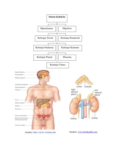 Kelenjar Kelamin. Kelenjar Pankreas. Kelenjar Pineal. Plasenta. Kelenjar  Timus. Sistem Endokrin. Sumber: