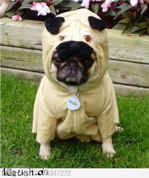 Hol dir dein zelda kostüm und verwandle dich in die protagonisten aus the legend of zelda. Ein Mops Bild - lustich.de