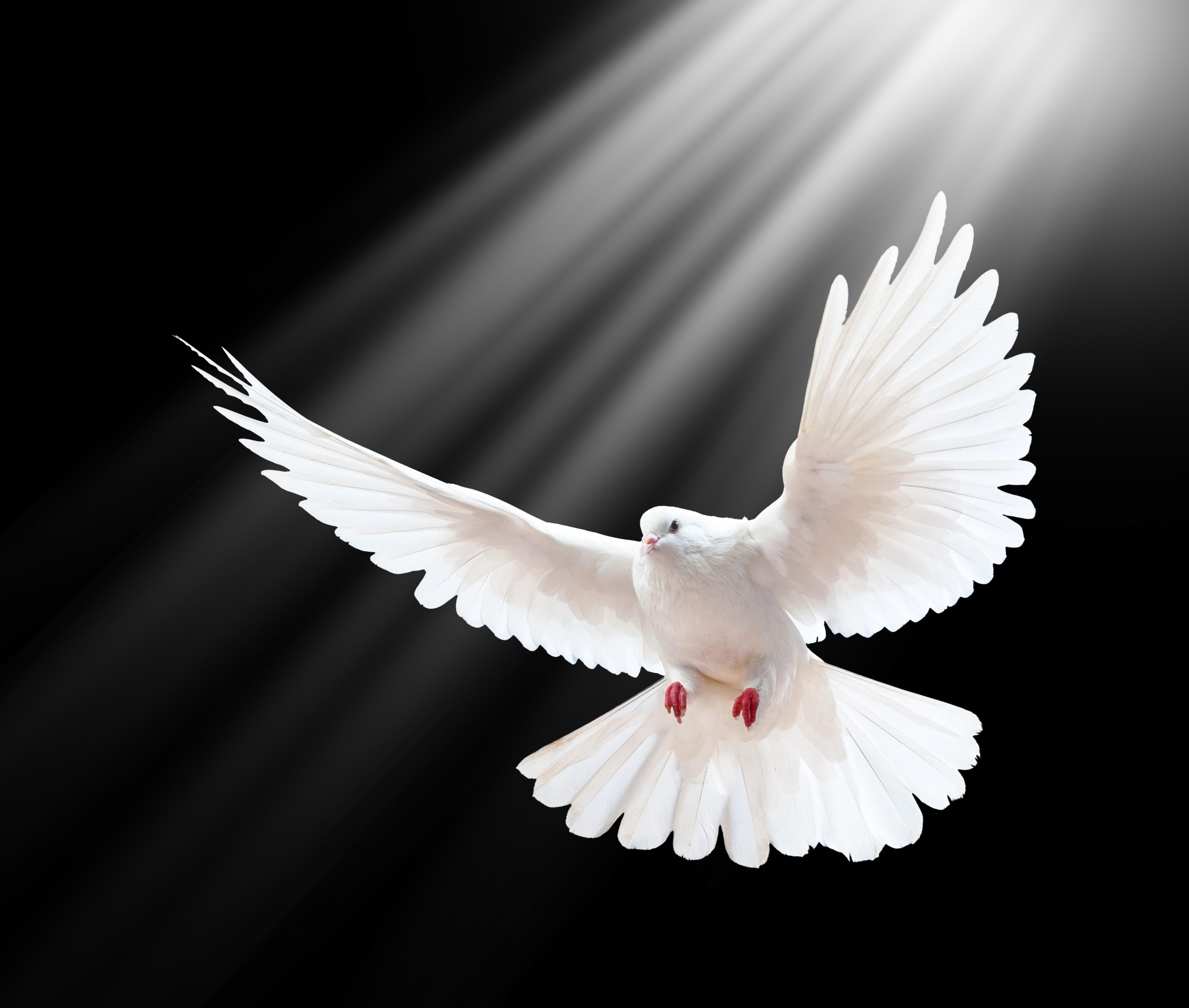 Wallpaper Dove, Scale, Wings Hd : Widescreen : High Definition : Fullscreen 4500_X_5307_jpg