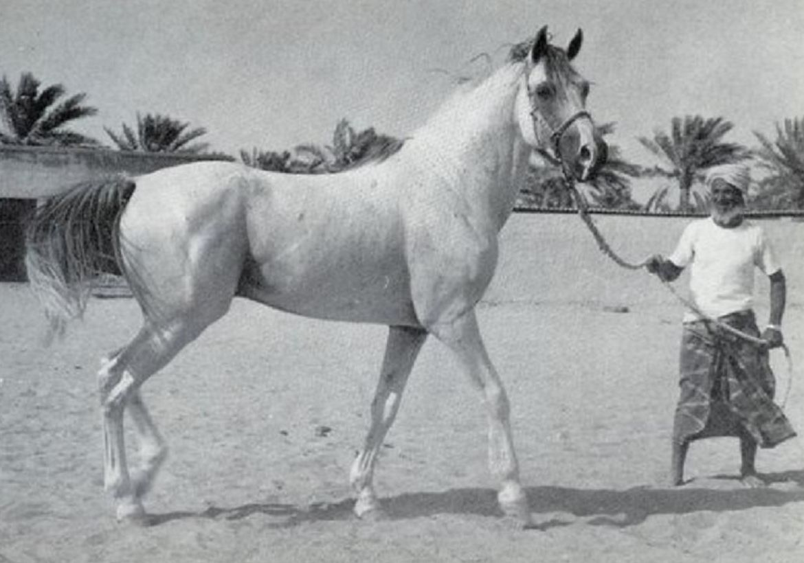 Arabian Horse History Al Ex Arabians