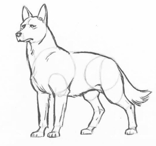 как нарисовать волка карандашом поэтапно как нарисовать голову волка поэтапно