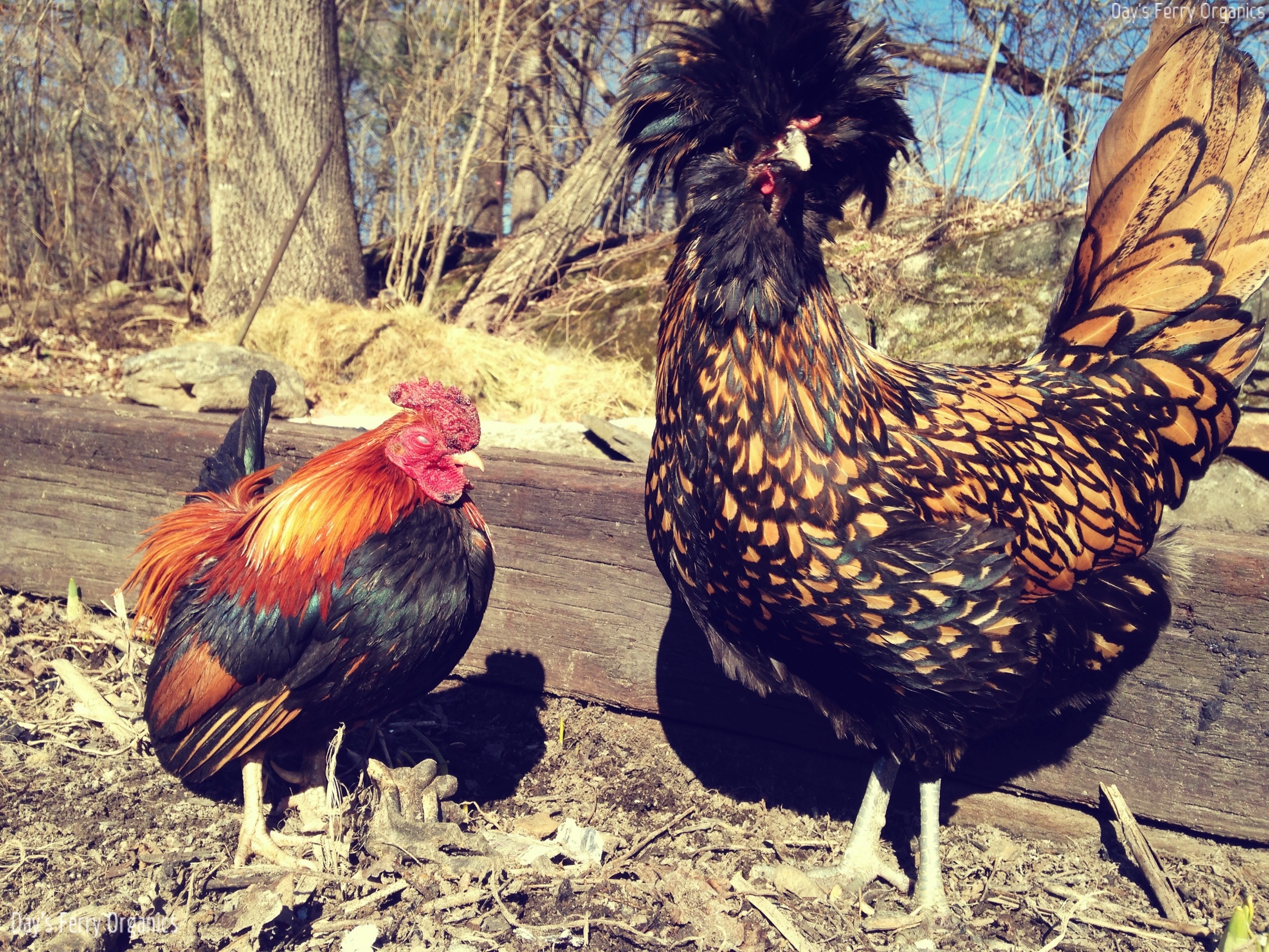 Raising backyard chickens has become a popular hobby for people all over the country, and it can be a fun, educational and rewarding experience. The Differences Between Chicken Breeds Day S Ferry Organics