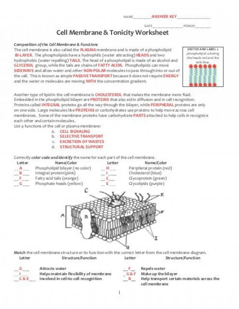 The cell membrane is also. By Using This Cell Membrane Structure And Function ...