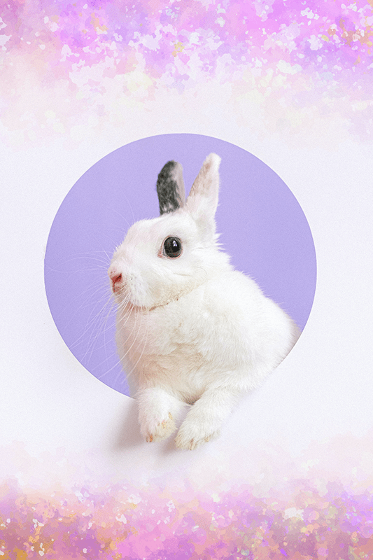 Meer Dieren Rolgordijnen Konijn Tenstickers