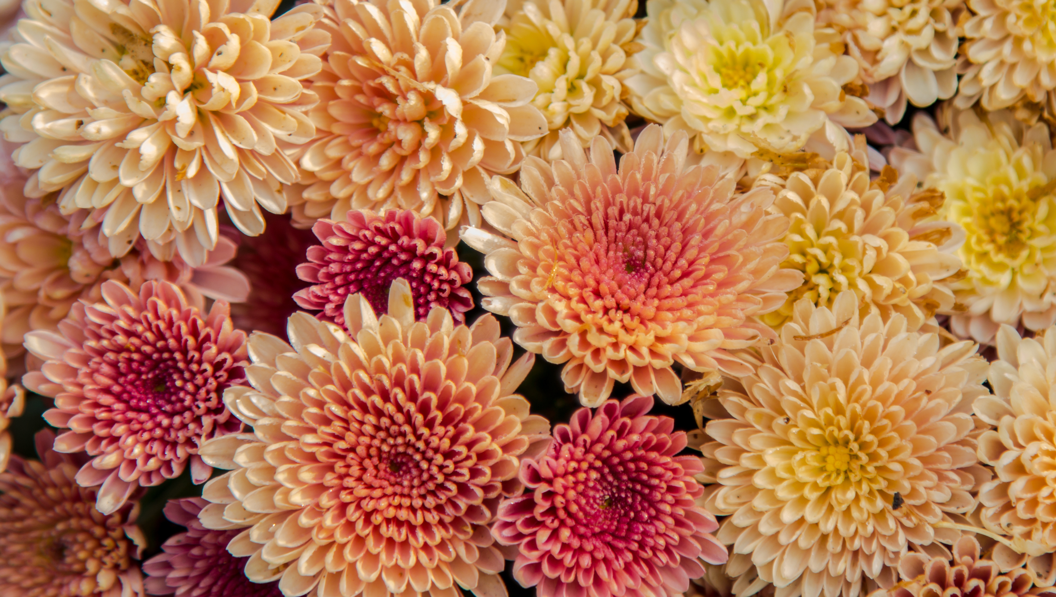 Wedding flower terminology, budget, tips and inspiration to help you make those pesky floral decisions. The Prettiest Fall Wedding Flowers David S Bridal Blog