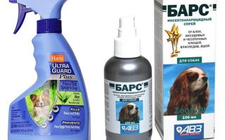 40+ Luxury Flohspray Wohnung / FlÃ¶he / Flohmittel wohnung (umgebung) flohmittel hund;