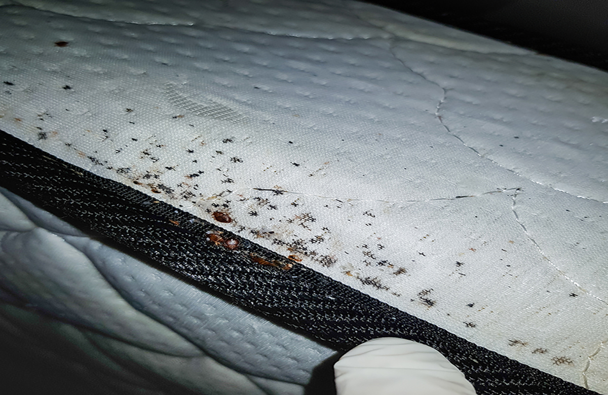 42+ Best Bed Bug Mattress And Box Spring Encasements / Buy Luxury Hotel Bedding from Marriott Hotels / Possible causes, signs and symptoms, standard treatment options and means of care and support.